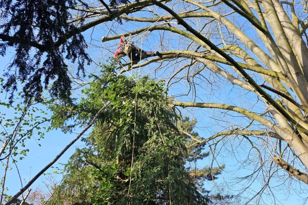Travaux d'élagage d'arbres à Thorigny-sur-Marne
